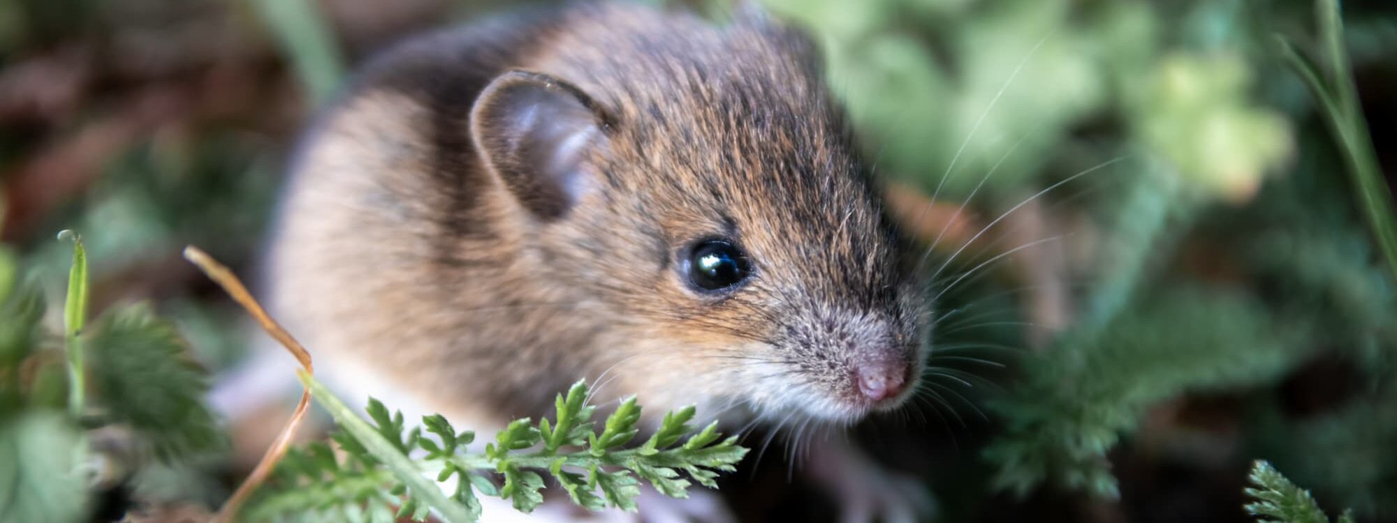 Comment préparer votre maison pour éviter une invasion de rongeurs cet hiver ? Strasbourg