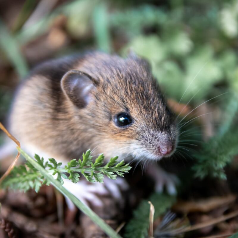 Rongeurs en hiver : pourquoi sont-ils plus actifs dans nos maisons ? Lingolsheim 1