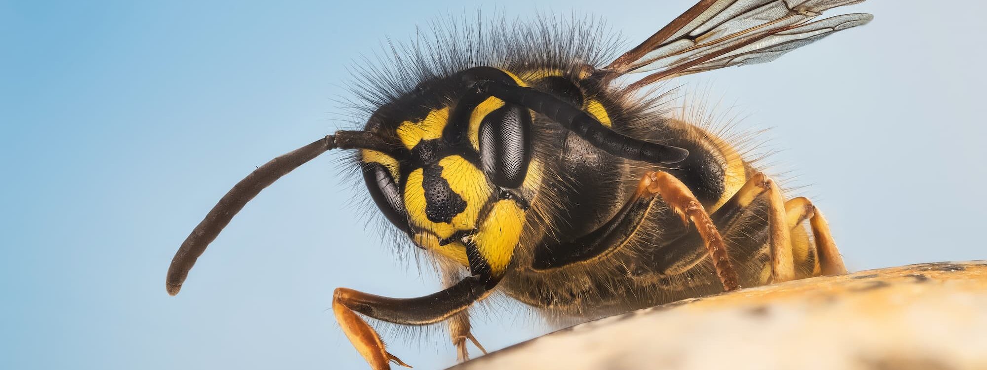 Guêpes ou abeilles : comment les différencier et réagir en toute sécurité ? Bischheim