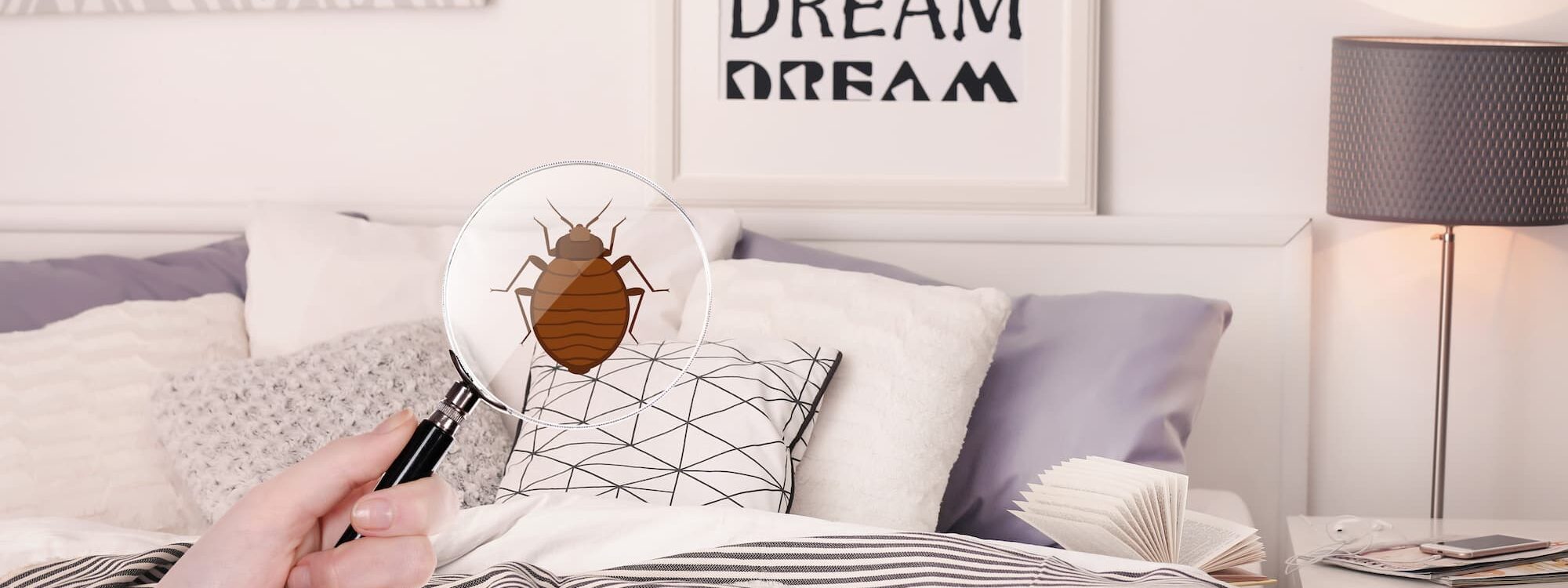 ADOBESTOCK_193498311 2000X750 | PCS Alsace Punaises de lit : pourquoi l’hiver est-il un moment clé pour les éradiquer ? Bischheim