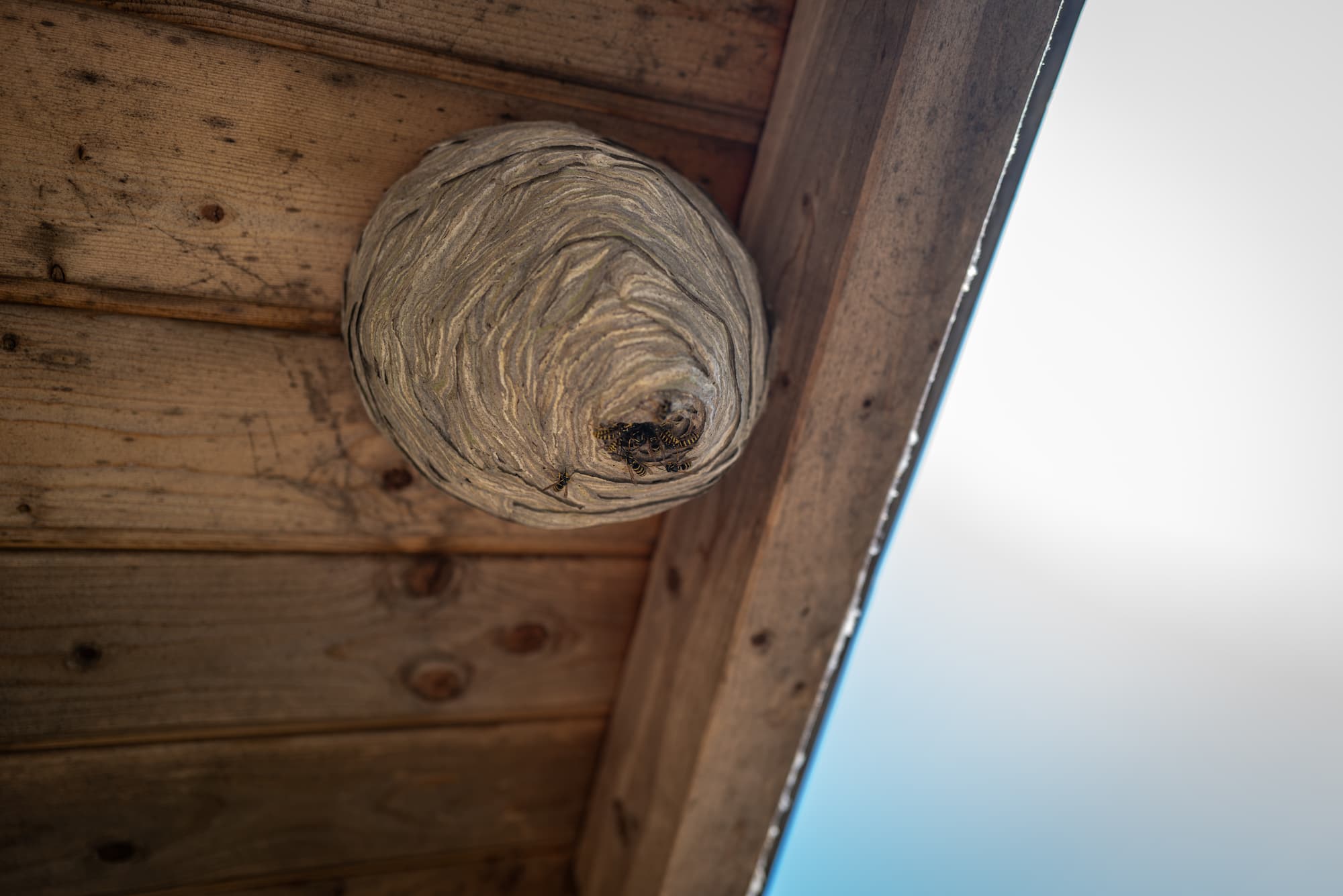 ADOBESTOCK_624109715 | PCS Alsace Votre assurance couvre-t-elle la destruction d’un nid de guêpes à Haguenau ? Bischwiller 0