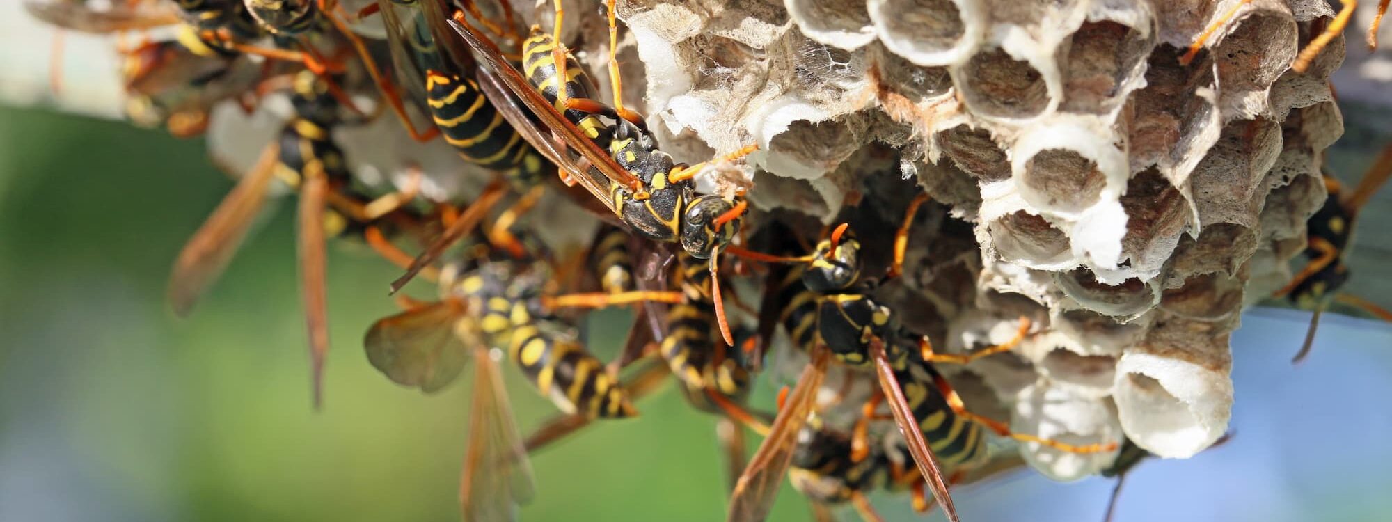 Pourquoi les nids de guêpes sont particulièrement fréquents à Haguenau ? Haguenau