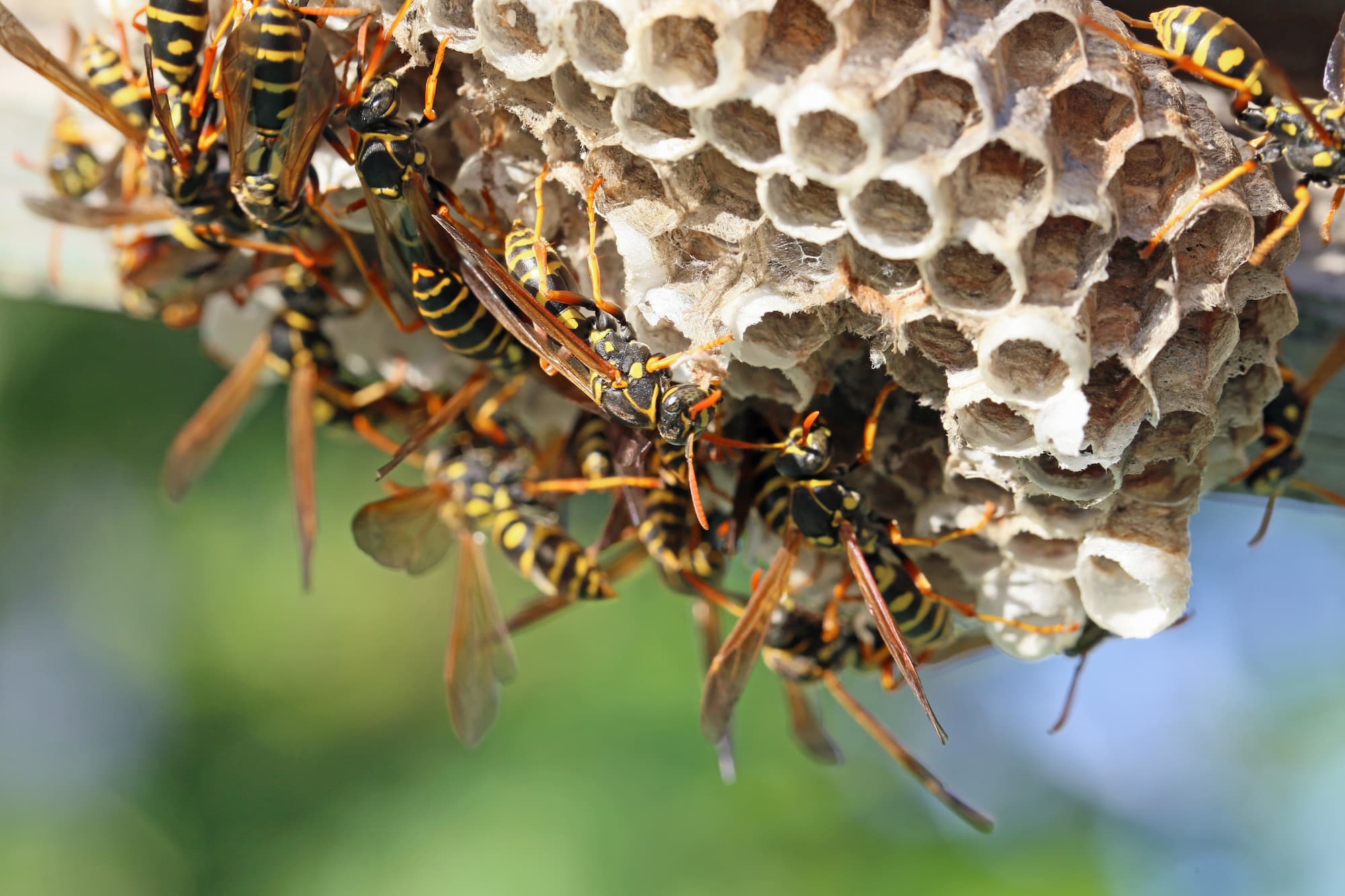 Pourquoi les nids de guêpes sont particulièrement fréquents à Haguenau ? Haguenau