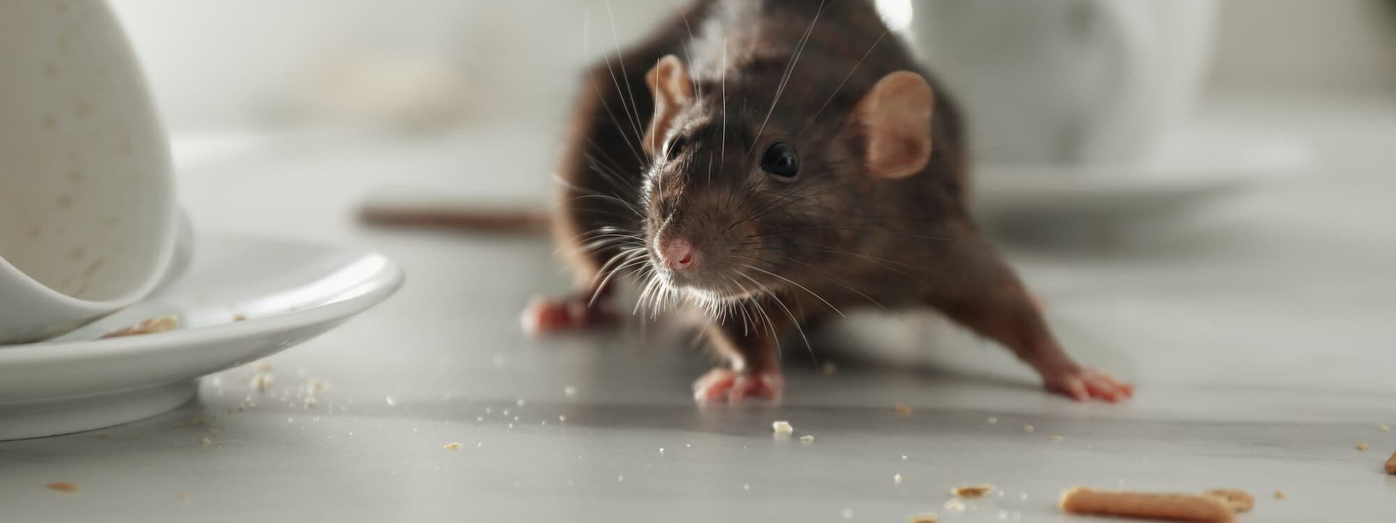 Pourquoi les rongeurs sont-ils attir&eacute;s par les installations &eacute;lectriques de votre maison ? Schiltigheim
