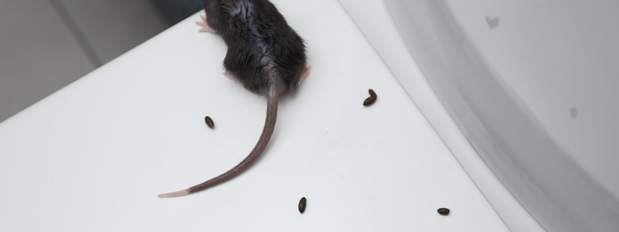 Les excr&eacute;ments de rats et souris : comment les reconna&icirc;tre et que faire si vous en trouvez ? Haguenau