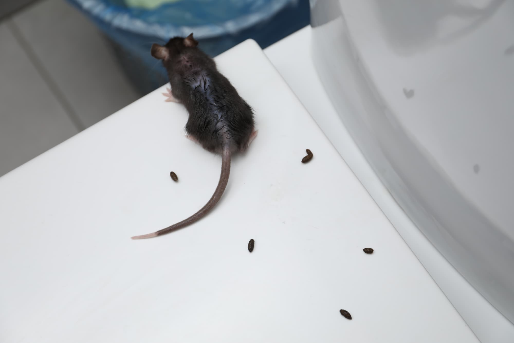 Les excr&eacute;ments de rats et souris : comment les reconna&icirc;tre et que faire si vous en trouvez ? Haguenau