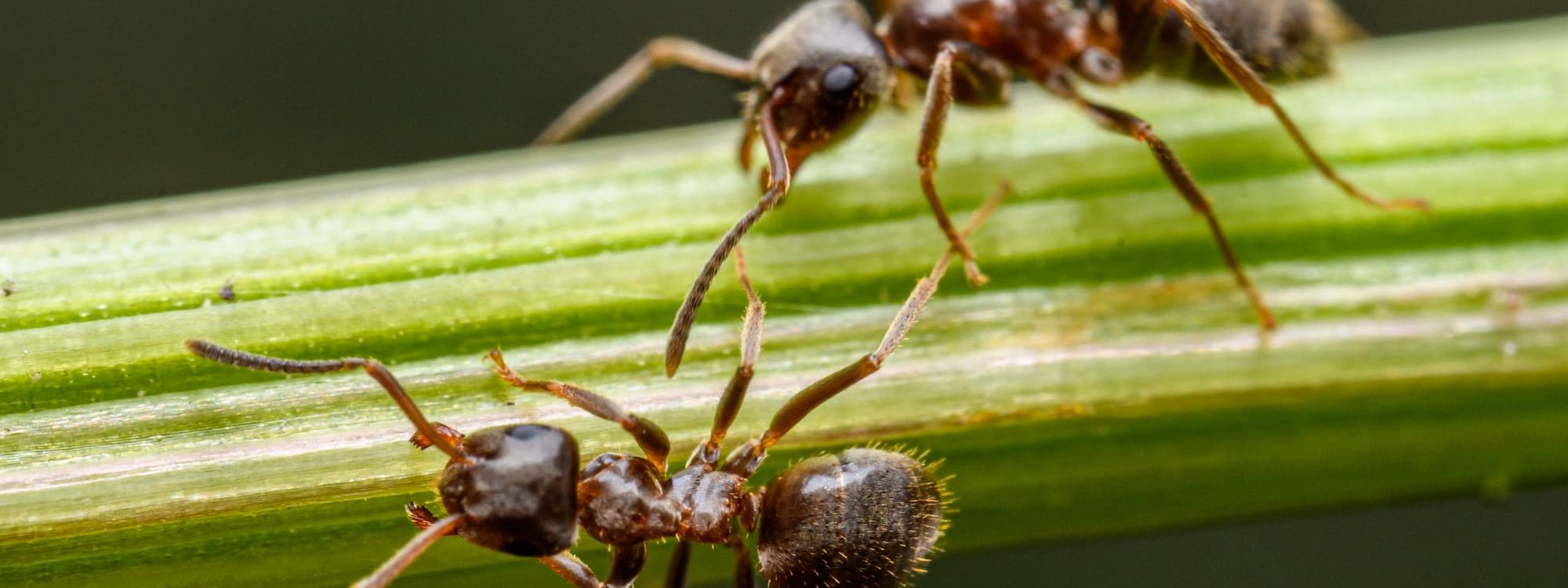 Fourmis et &eacute;lectricit&eacute; : pourquoi aiment-elles se cacher dans les bo&icirc;tiers &eacute;lectriques ? Schiltigheim