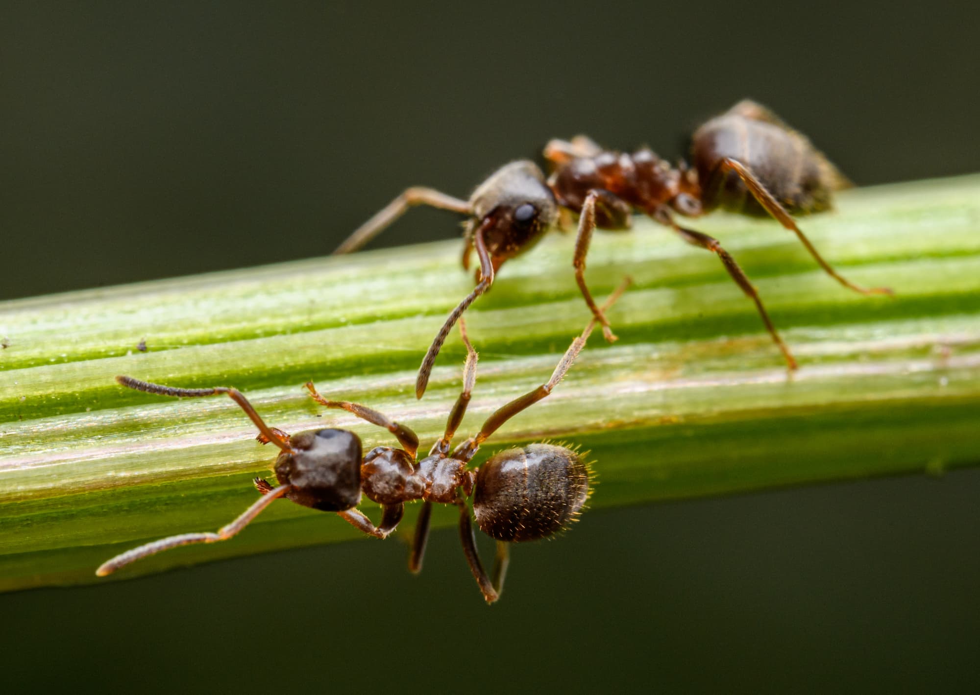 Fourmis et &eacute;lectricit&eacute; : pourquoi aiment-elles se cacher dans les bo&icirc;tiers &eacute;lectriques ? Schiltigheim