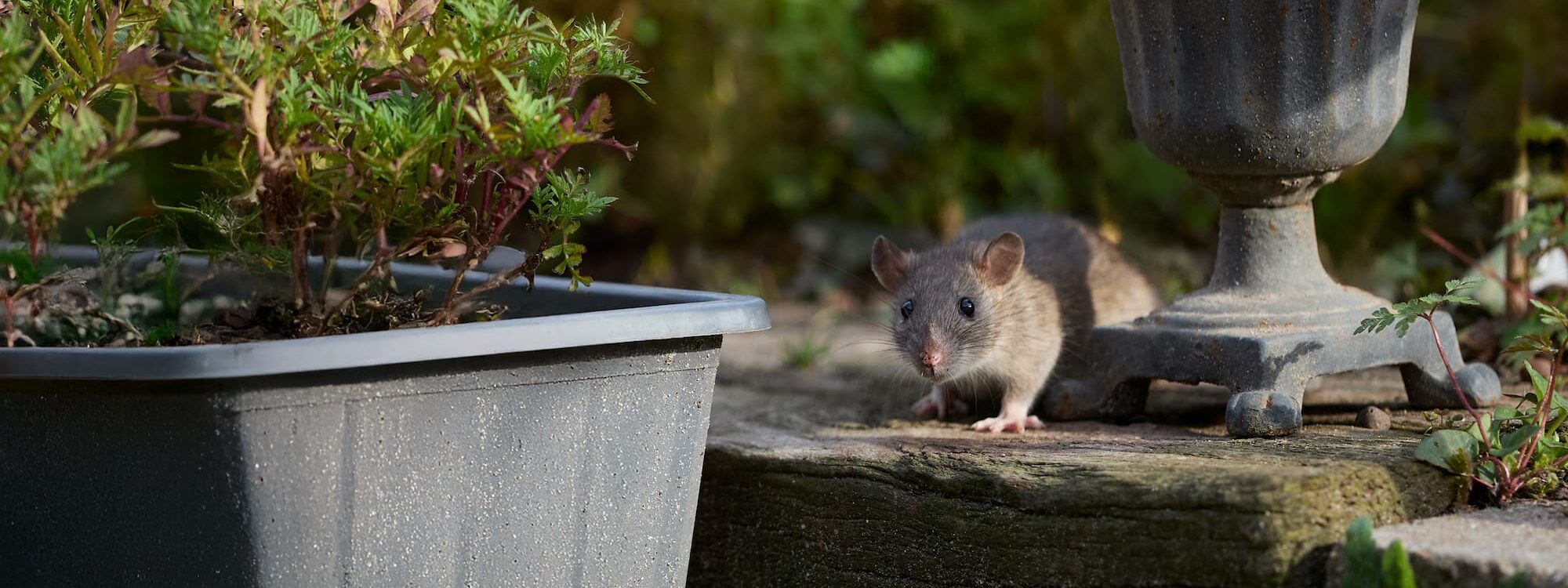 Que faire si vous rep&eacute;rez un rat dans votre jardin ou autour de votre poubelle ext&eacute;rieure ? Bischheim