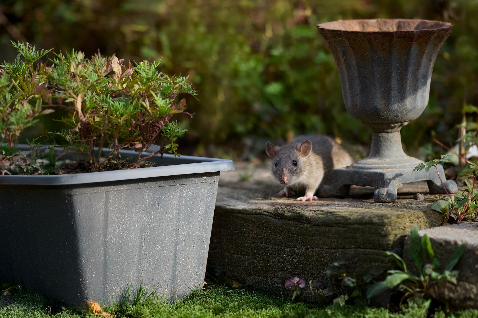 Que faire si vous rep&eacute;rez un rat dans votre jardin ou autour de votre poubelle ext&eacute;rieure ? Bischheim
